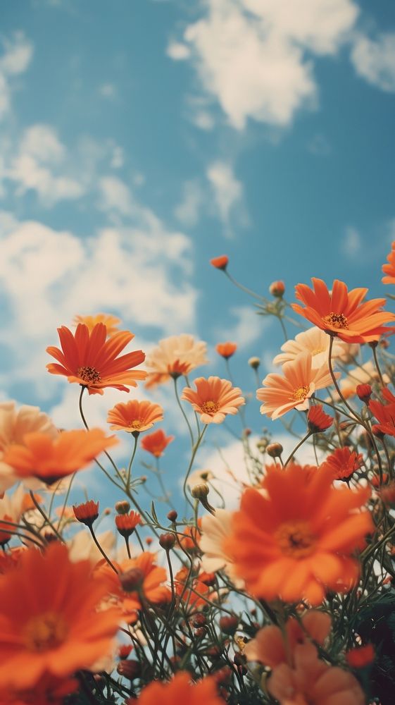 Flowers sky outdoors blossom. AI generated Image by rawpixel.