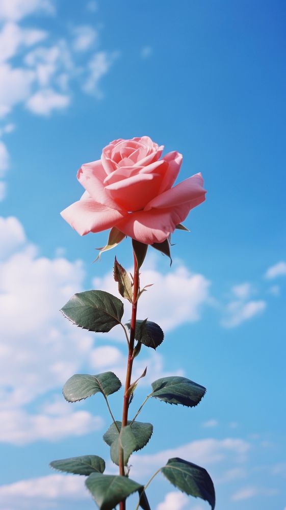 Rose sky outdoors blossom. AI generated Image by rawpixel.