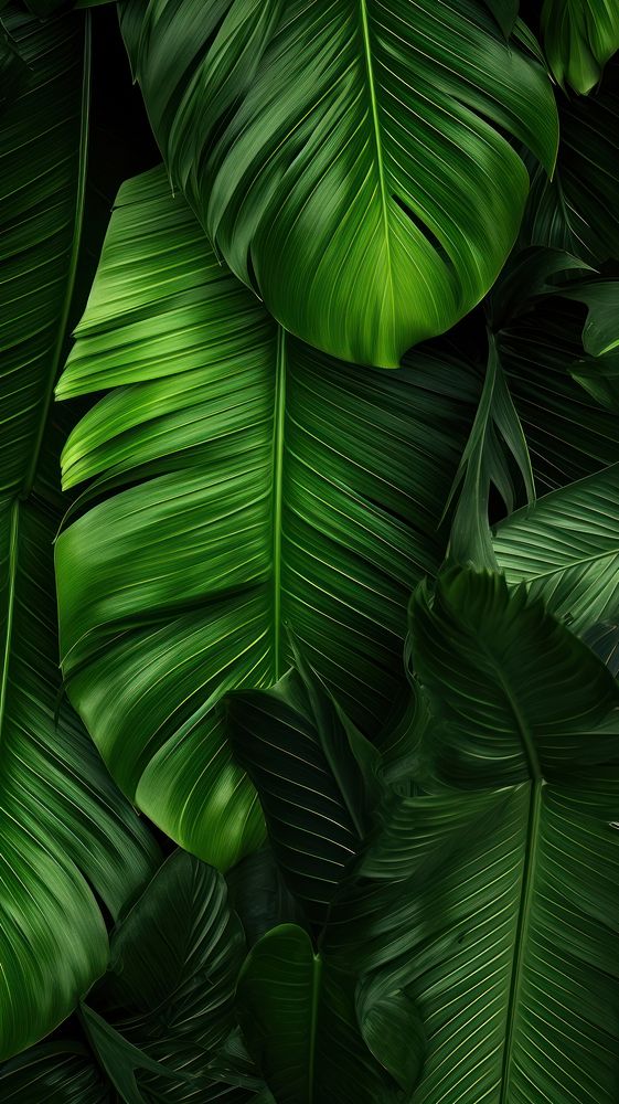 Tropical leaves wallpaper outdoors tropics nature. AI generated Image by rawpixel.