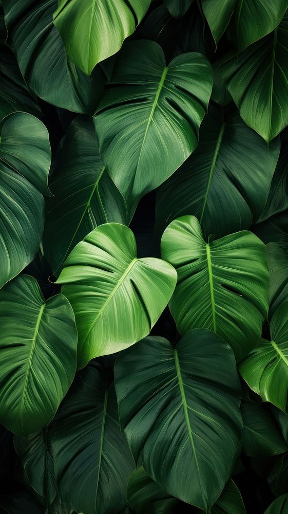Tropical leaves wallpaper tropics plant green. AI generated Image by rawpixel.