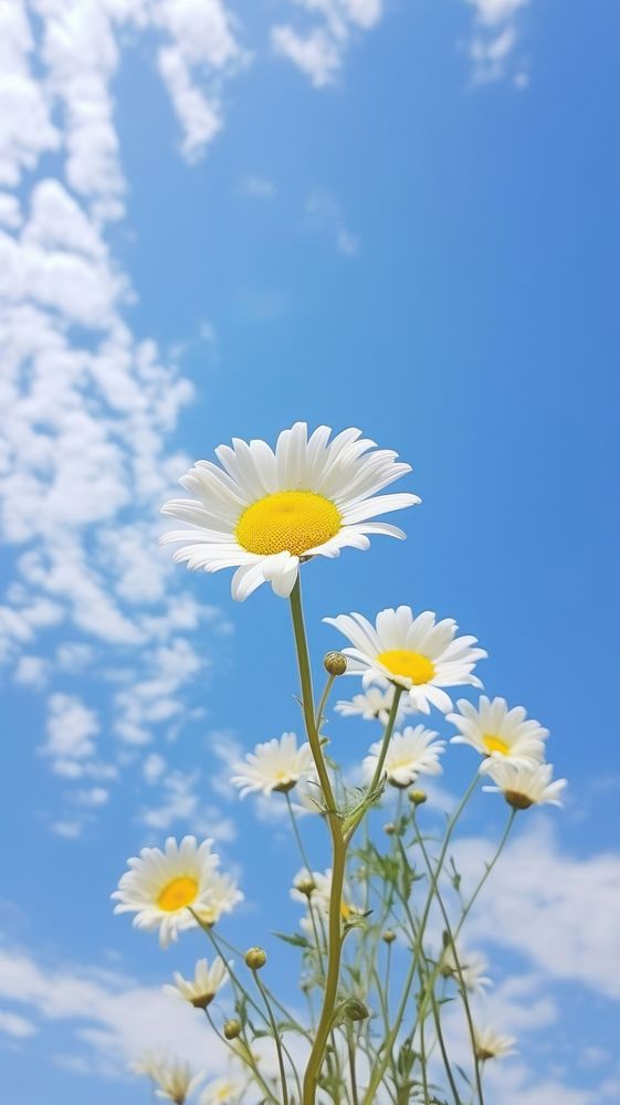 Daisy nature sky outdoors. AI generated Image by rawpixel.