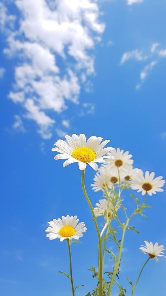 Daisy nature sky outdoors. AI generated Image by rawpixel.