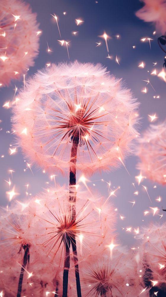 Firework dandelion fireworks flower. AI generated Image by rawpixel.
