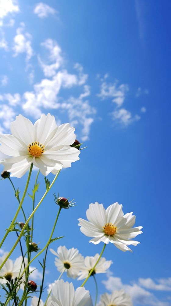 Flower nature sky outdoors. AI generated Image by rawpixel.