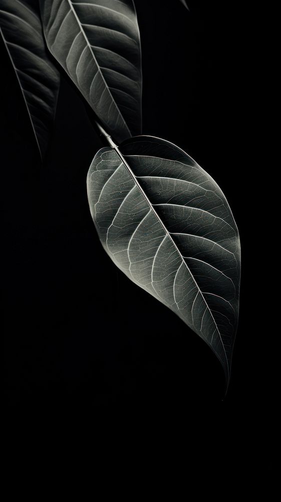 Leaves plant black leaf. 