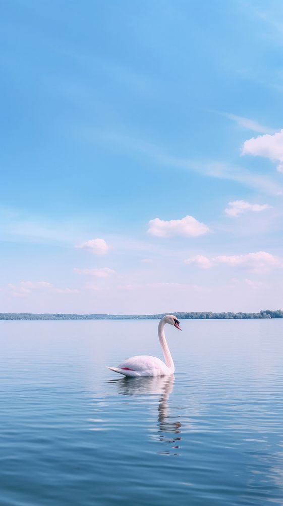 Little swan on the lake outdoors nature animal. AI generated Image by rawpixel.