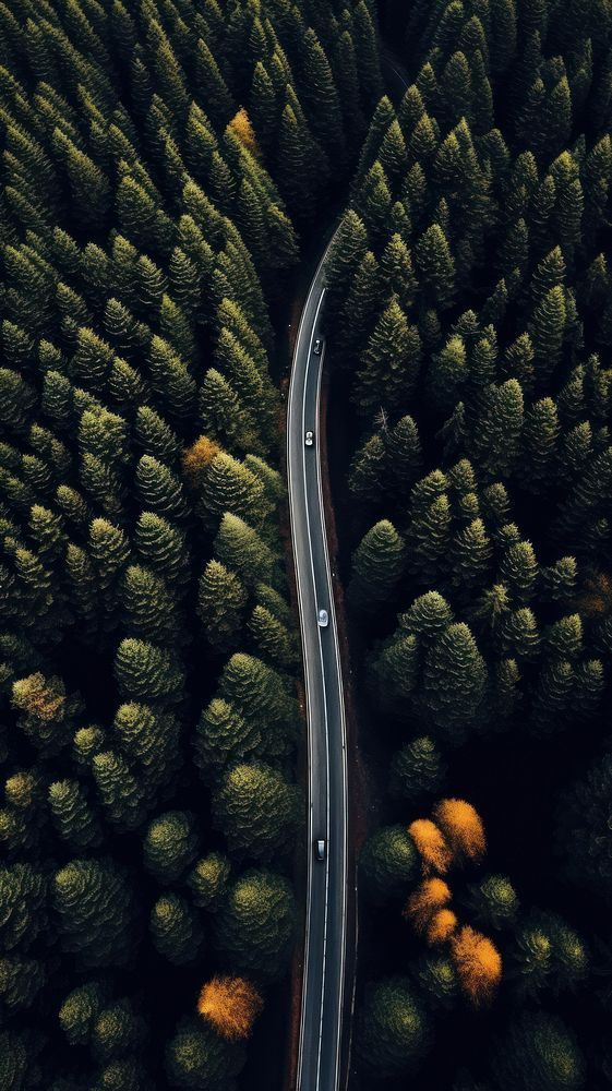 Pine forest and road nature outdoors plant. AI generated Image by rawpixel.