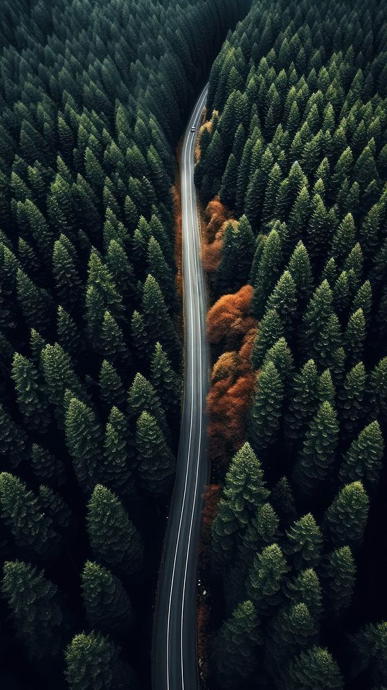 Pine forest and road nature outdoors plant. AI generated Image by rawpixel.