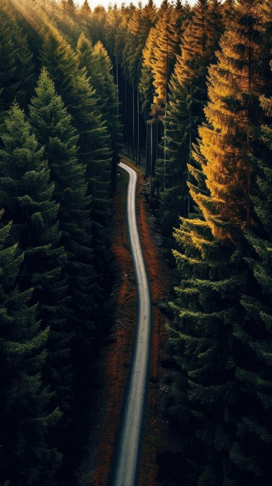 Pine forest and road nature outdoors woodland. AI generated Image by rawpixel.