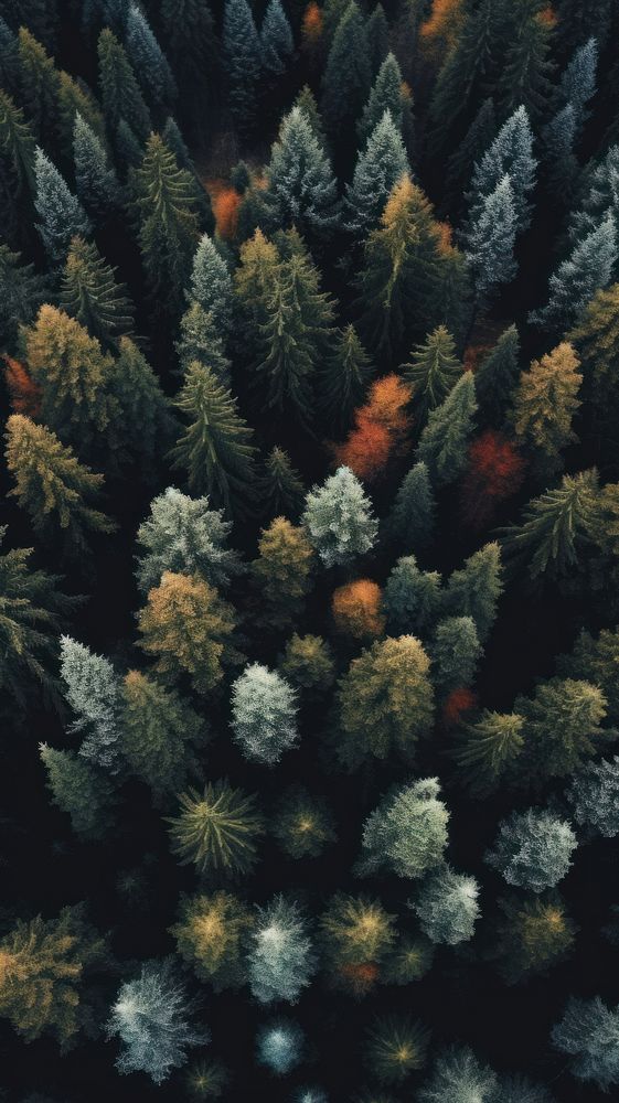 Pine forest nature outdoors woodland. AI generated Image by rawpixel.