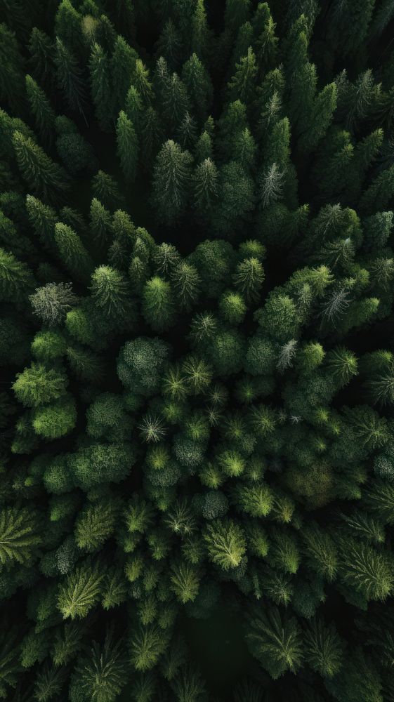 Pine forest nature outdoors plant. AI generated Image by rawpixel.