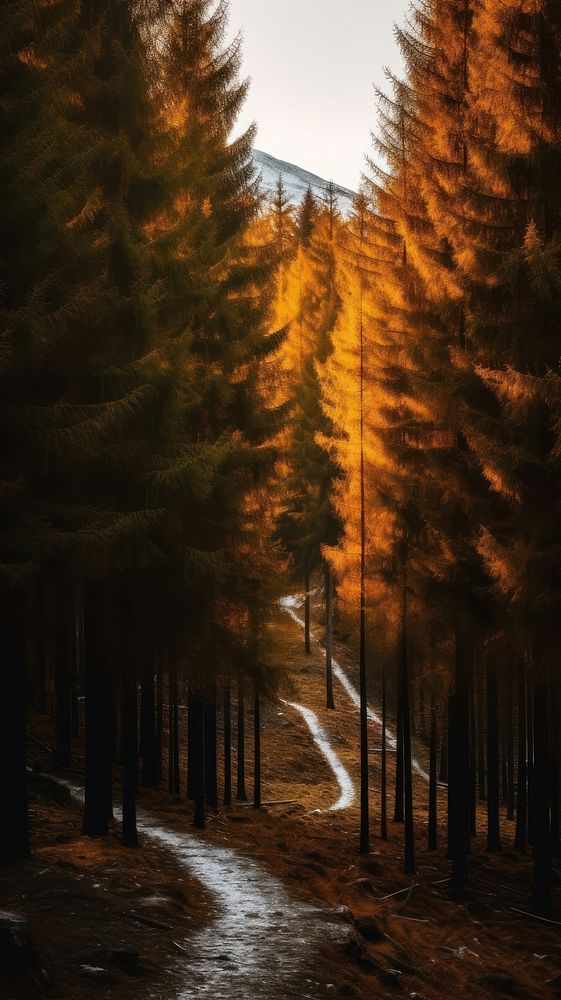 Pine forest nature outdoors autumn. AI generated Image by rawpixel.
