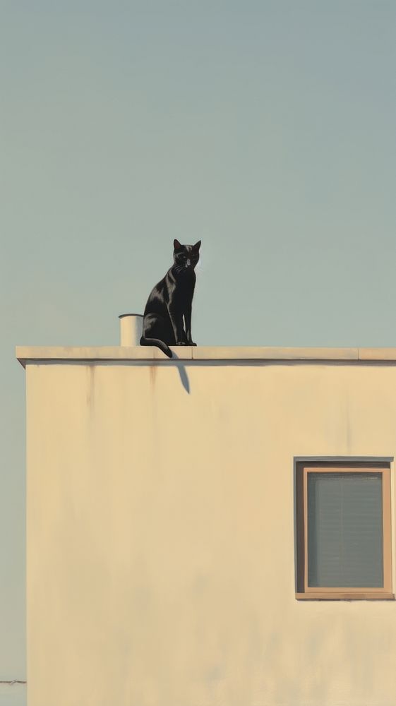 A cat on the rooftop mammal animal pet