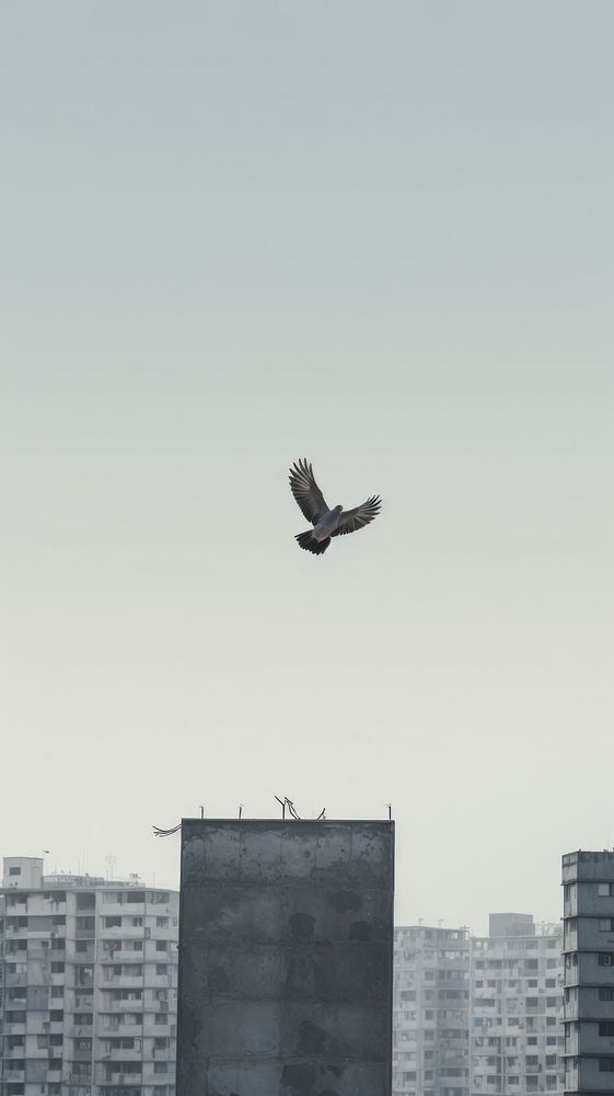 Bird fly flying city architecture. AI generated Image by rawpixel.