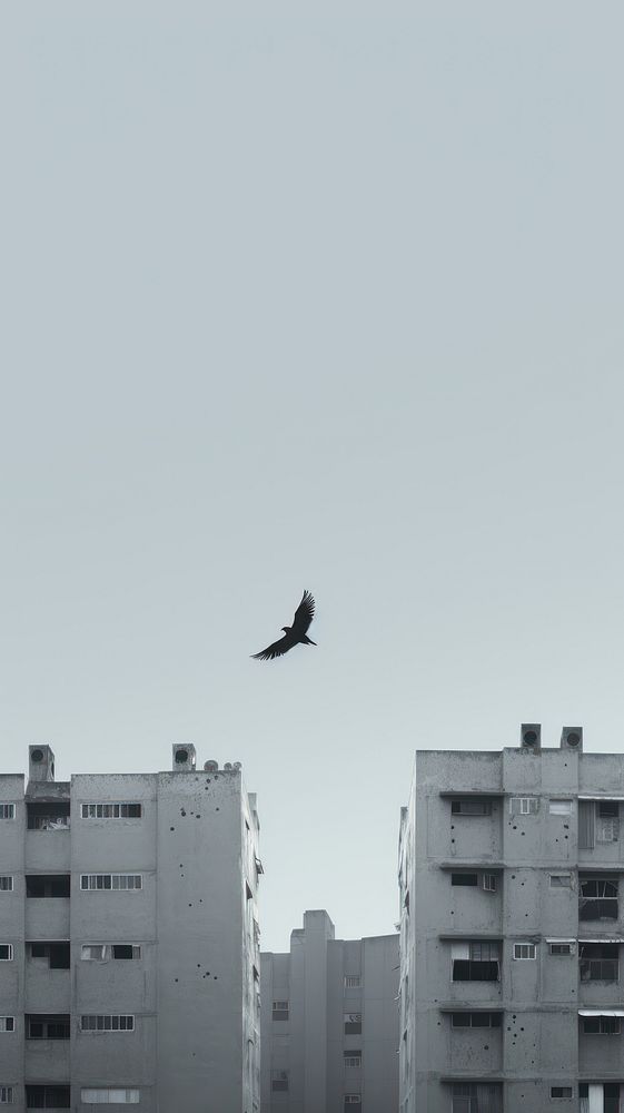 Bird fly city architecture outdoors. AI generated Image by rawpixel.
