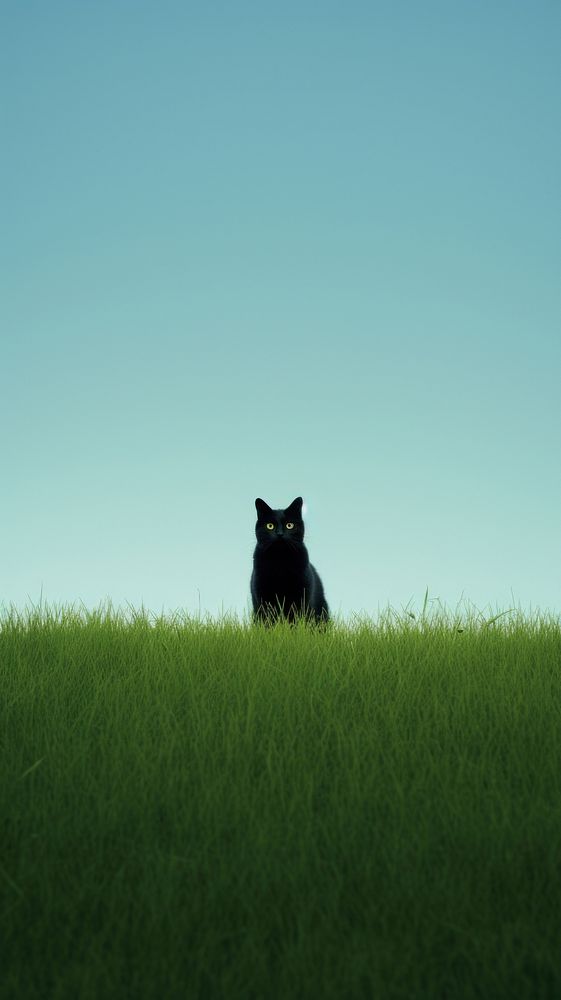 Grass field with black cat grassland outdoors nature. AI generated Image by rawpixel.