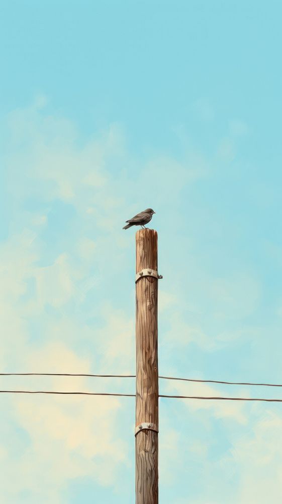 A bird on the electric pole with sky background outdoors nature electricity. 