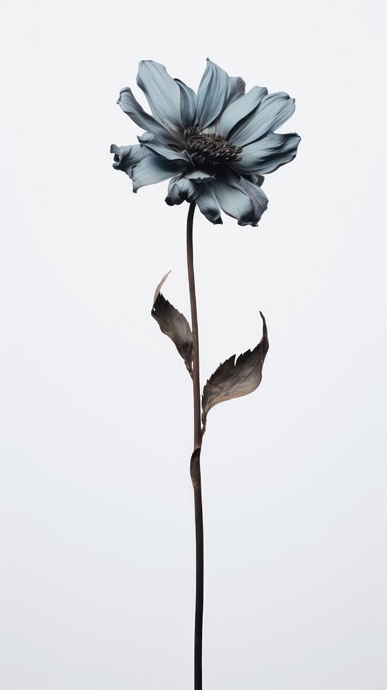 Dead flower petal plant inflorescence. AI generated Image by rawpixel.