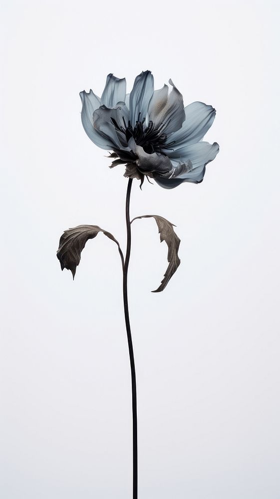 Dead flower outdoors nature plant. AI generated Image by rawpixel.