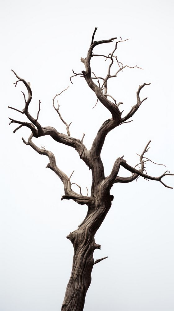 Dead tree driftwood plant tranquility. AI generated Image by rawpixel.