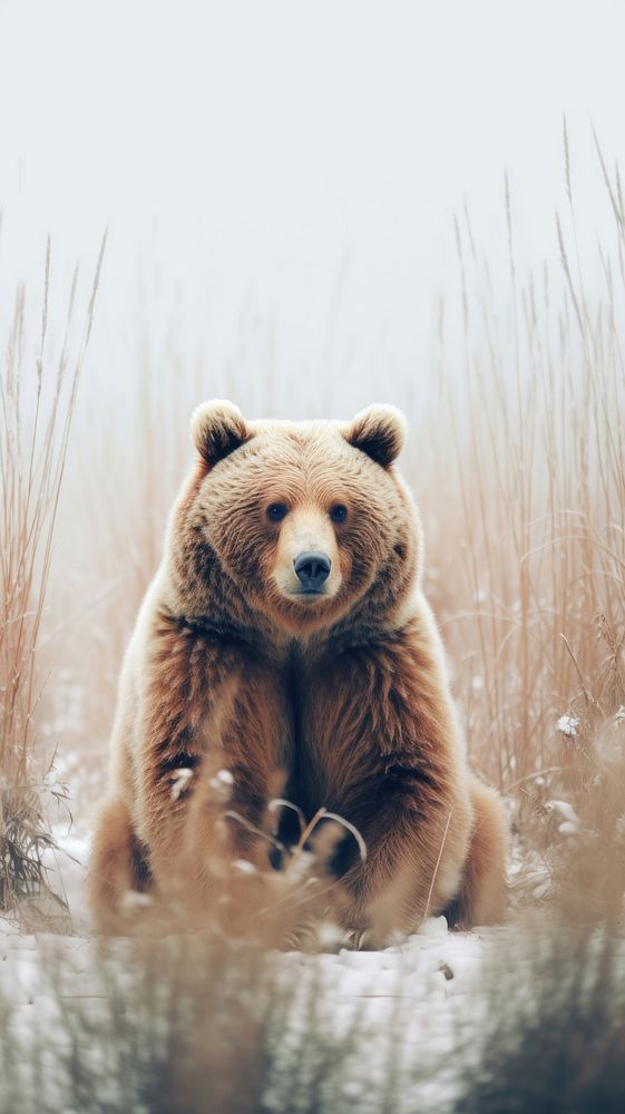 Bear wildlife animal mammal. AI generated Image by rawpixel.