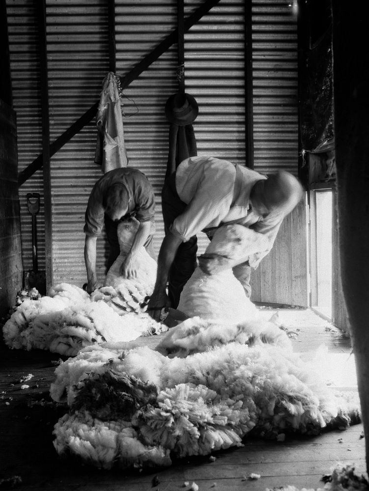 Shearers at work.