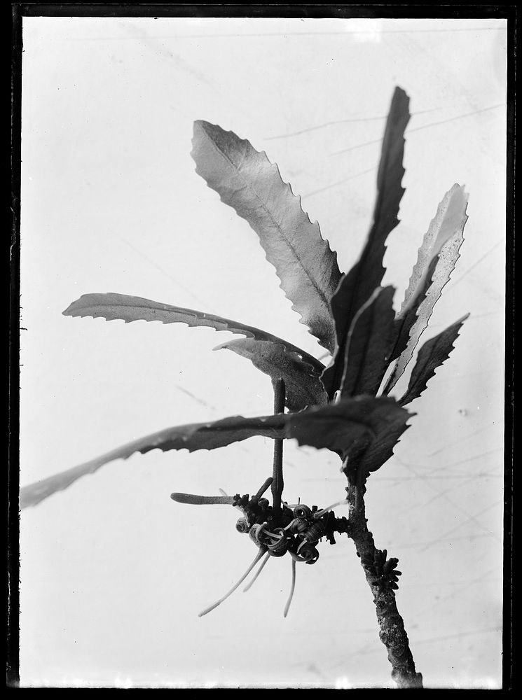 Knightia excelsa or Rewarewa (circa 1910) by Fred Brockett.