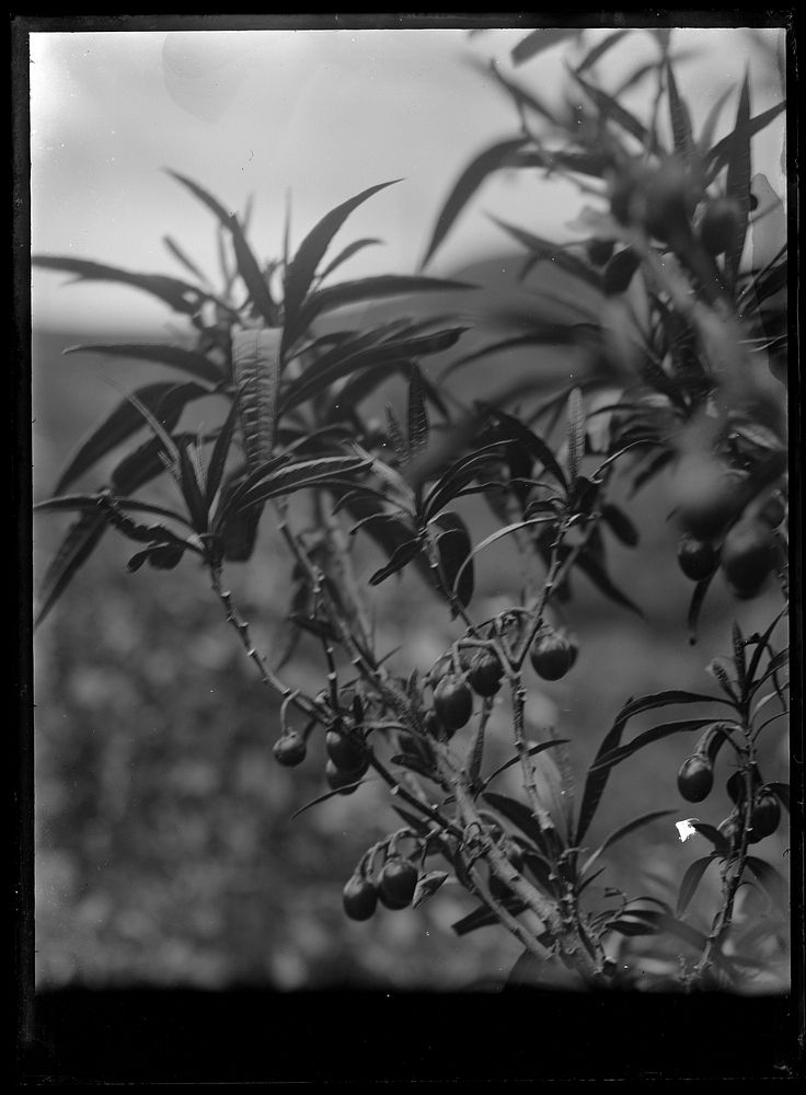 Solanum aviculare or Poroporo (circa 1910) by Fred Brockett.