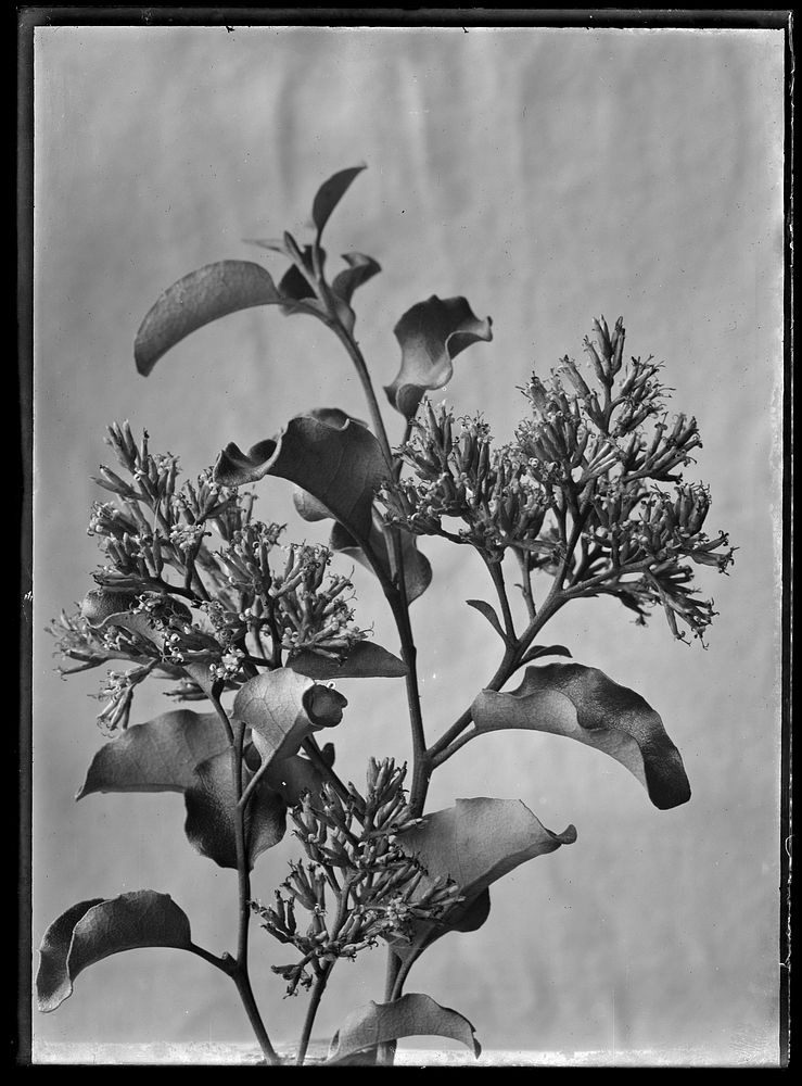 Olearia paniculata (circa 1910) by Fred Brockett.