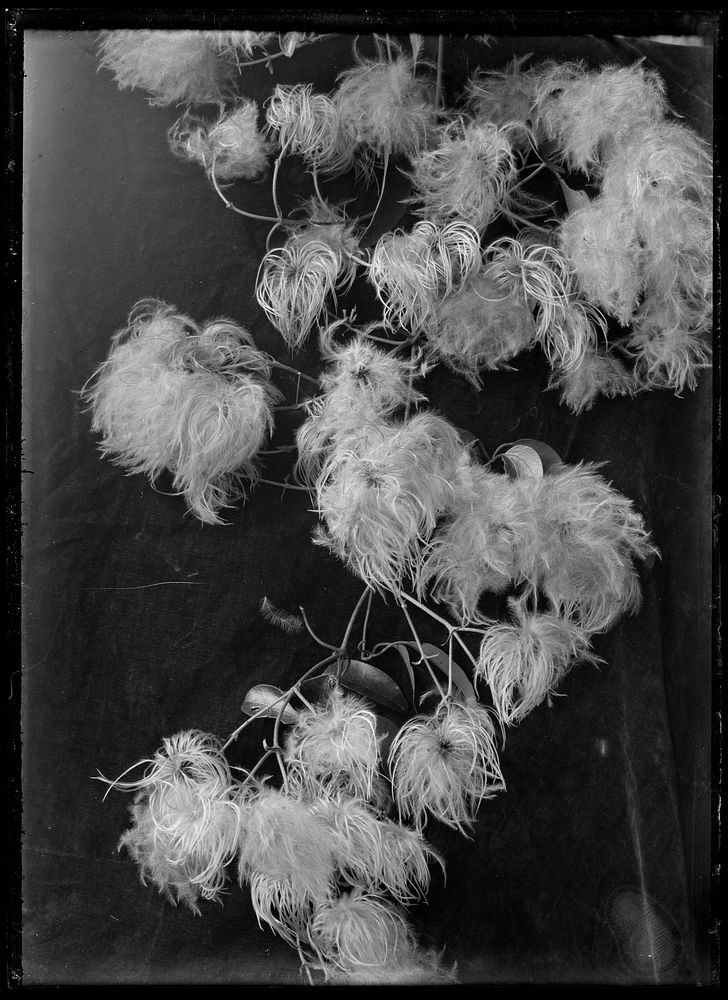 Clematis (circa 1910) by Fred Brockett.