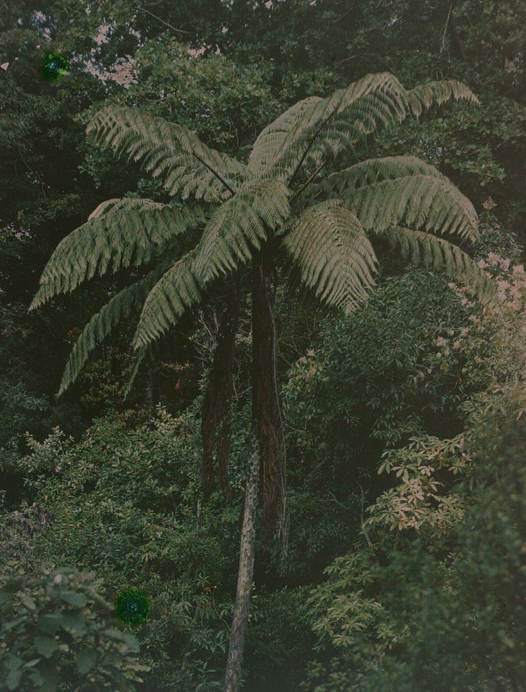 Tree fern (1915) by Robert Walrond.