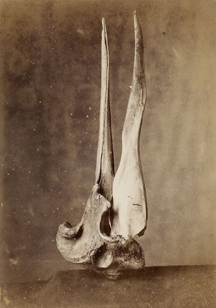 Skull of Gray's beaked whale (Mesoplodon grayi) (1880s) by Burton Brothers.