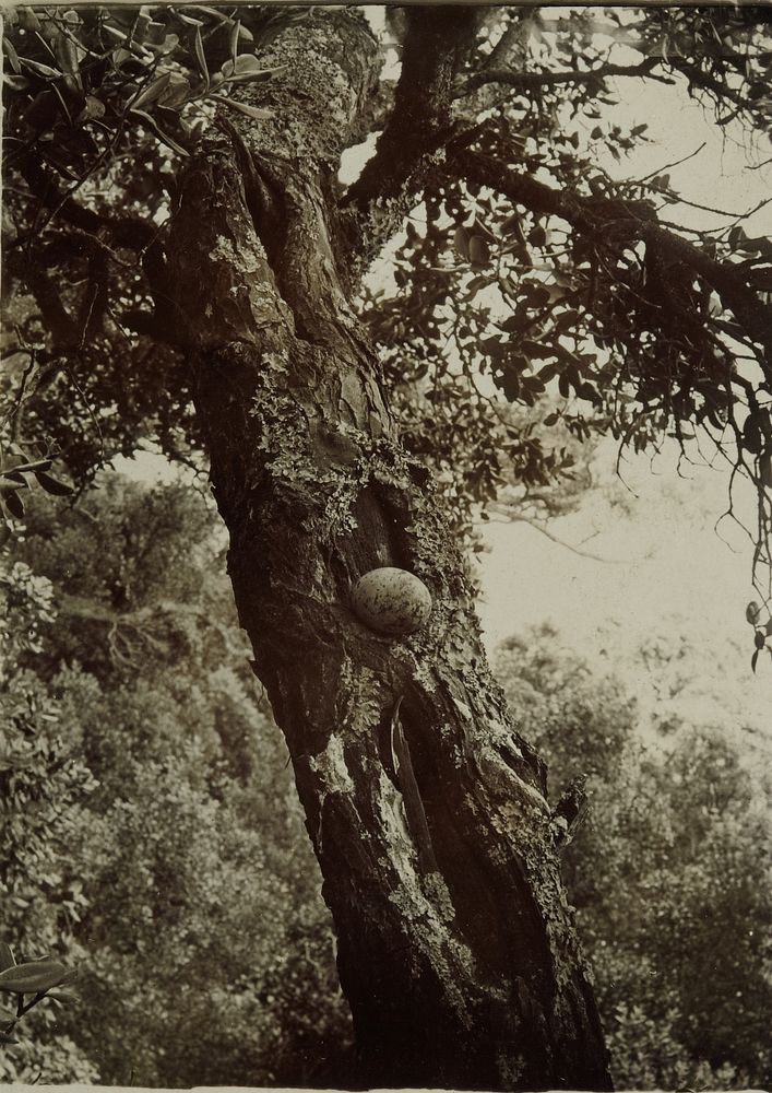 White tern's egg on branch (1920s?) by Roy Bell.