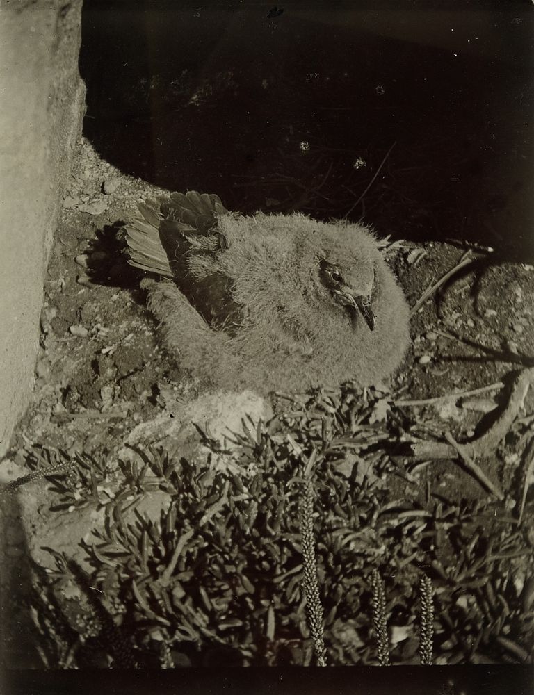 Kermadec petrel fledgling (1920s?) by Roy Bell.
