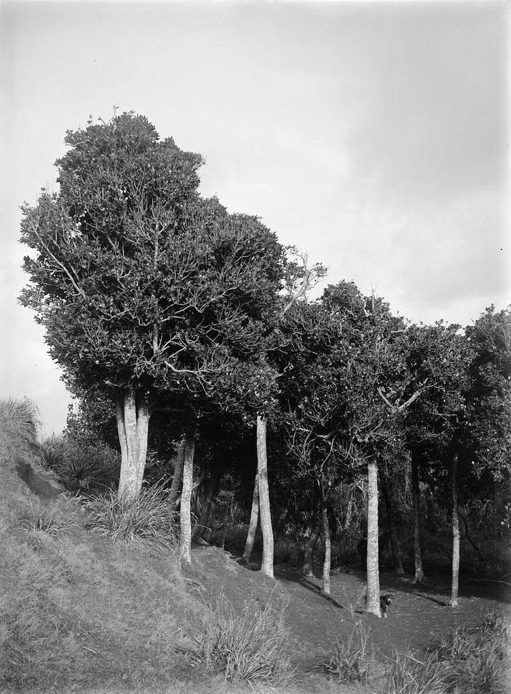Grove of the Karaka (Corynocarpus laevigata) growing on old grassy sand-dunes near outlet to Lake Horowhenua near Levin…
