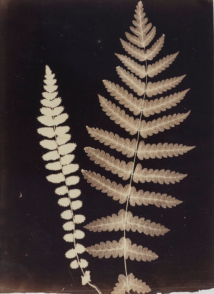 Untitled [fern photogram] (1880 / | Free Photo - rawpixel