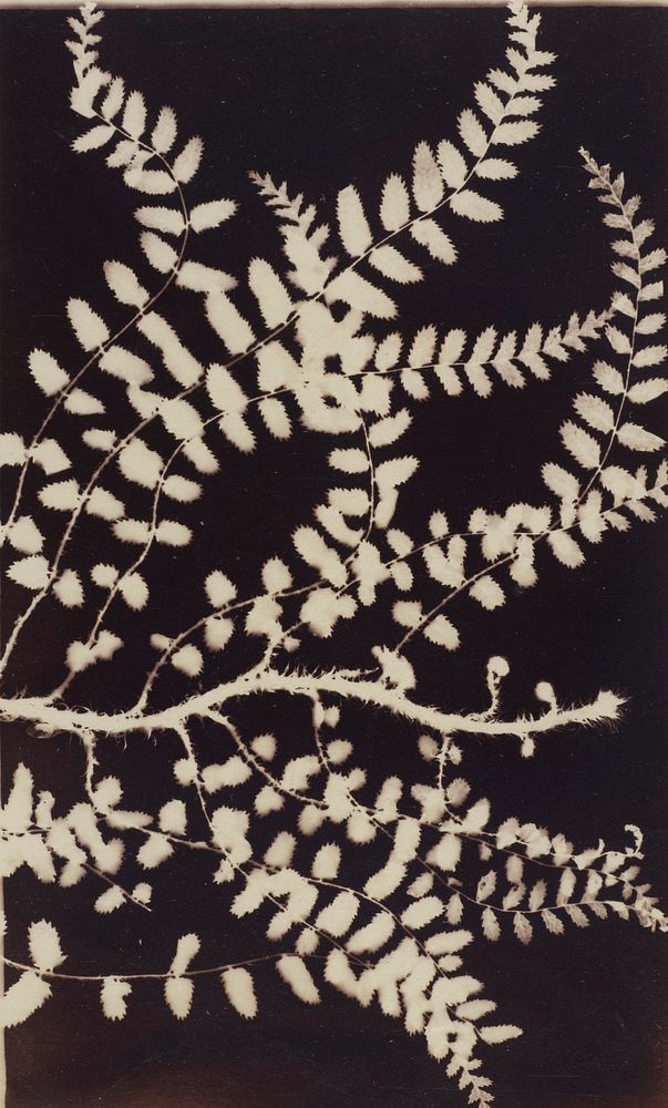 Untitled [fern photogram] (1880 / 1920).
