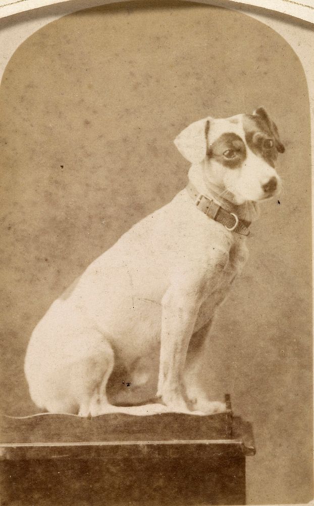 Small dog (circa 1870) by Burton Brothers.