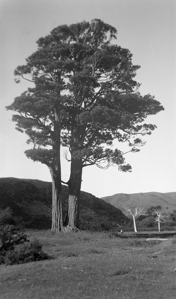 Rimutaka Range (06 March 1948) by Leslie Adkin.