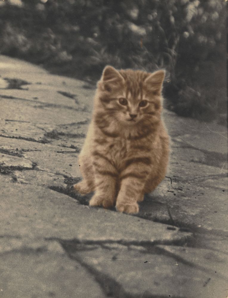 Kitten (circa 1935-1939) by Marion Queenie Kirker.