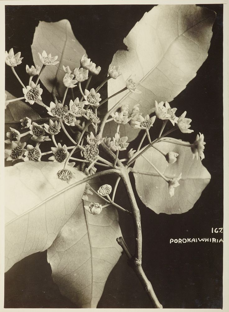 Porokaiwhiria (1920s-1940s) by William C Davies.