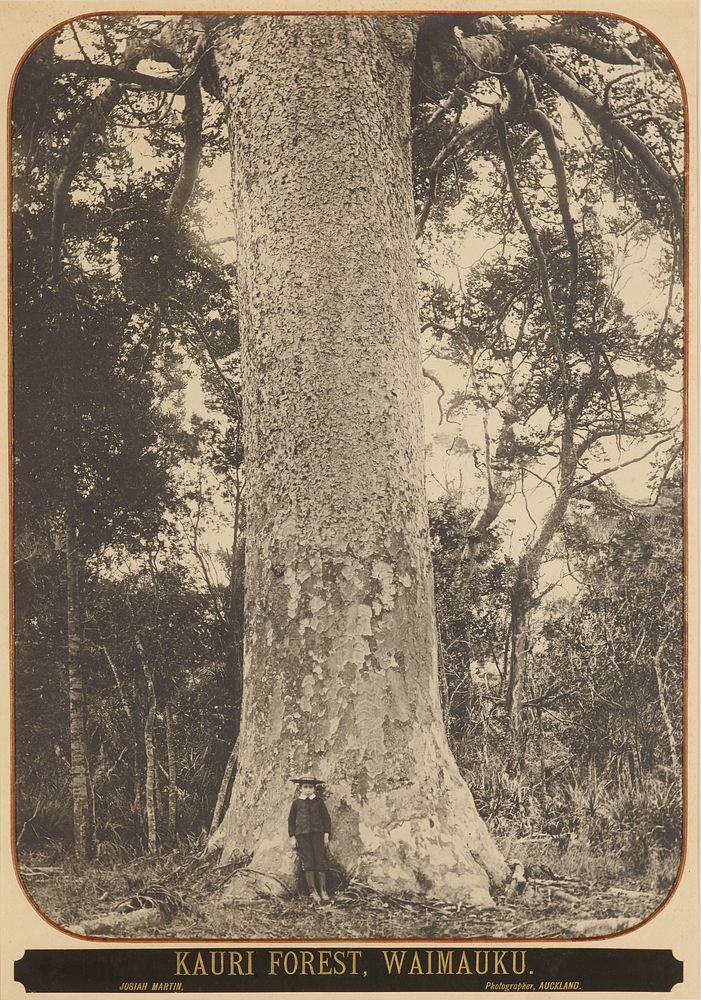 Kauri Forest, Waimauku (1880s-1890s) by Josiah Martin.