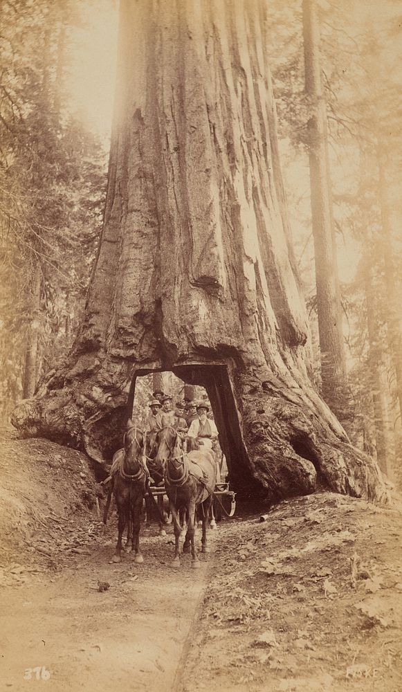 Wawona, Mariposa Grove, diameter 27 feet.  From the album: photographs of Yosemite Valley and big trees of Mariposa County…