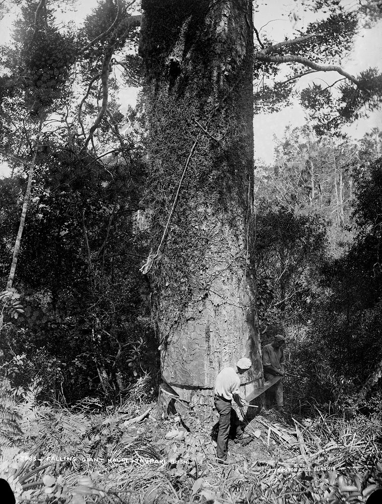 Falling Giant Kauri, Taupaki Bush (circa 1885) by Burton Brothers.