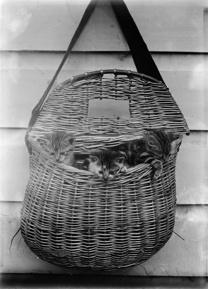 Kittens in Basket (circa 1910) by Fred Brockett.