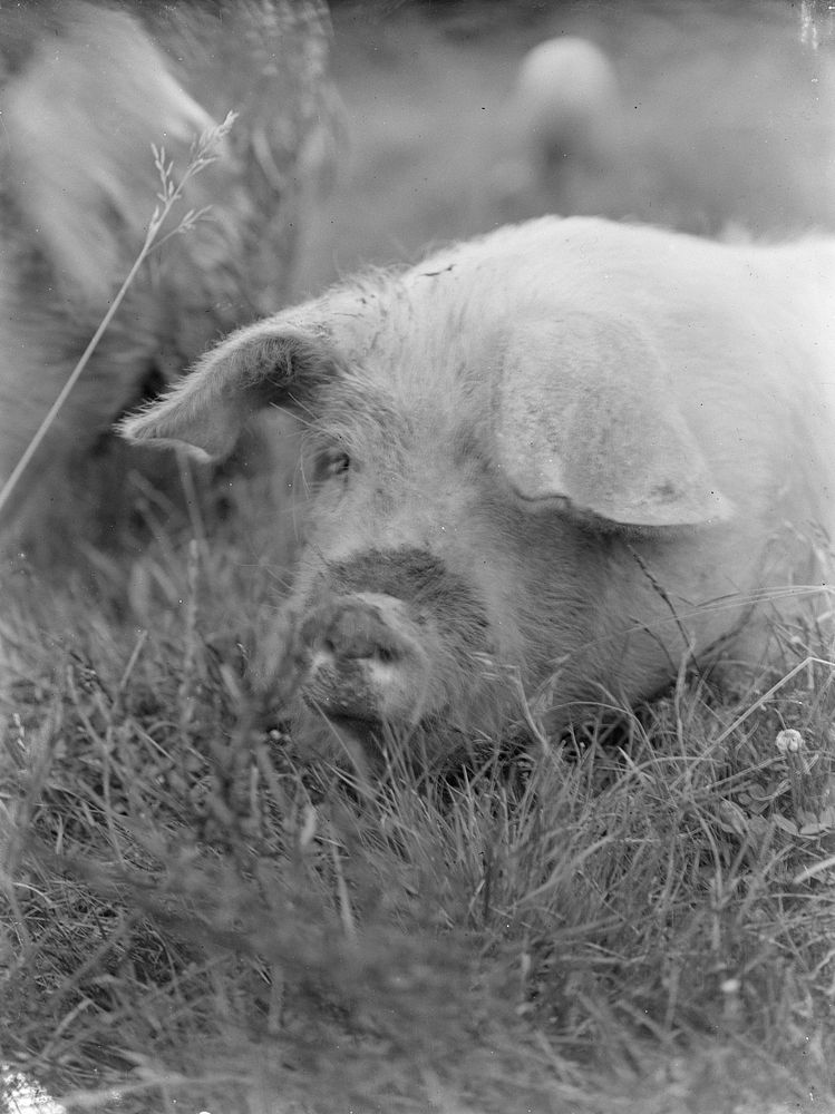Pig (1906-1917) by George Crombie.