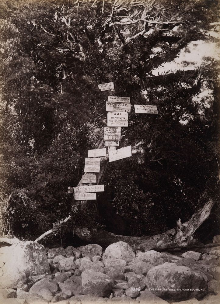 The Visitors Tree, Milford Sound, New Zealand (1883) by William Hart and Burton Brothers.