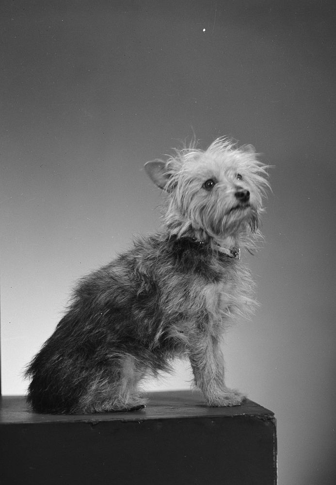 Dog; inscribed 'Statham' (17 July 1932) by Spencer Digby Studios.