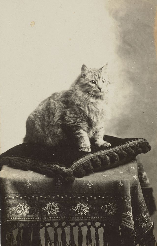 Cat sitting on a cushion (circa 1910).