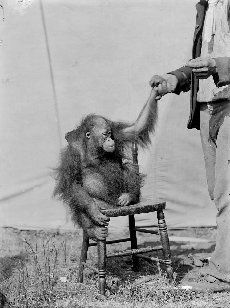 Fitzgerald Brothers Circus & Menagerie (circa 1894) by Burton Brothers.
